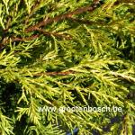 Juniperus pfitzeriana King of Spring 2