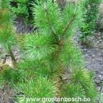 Pinus contorta Chief joseph 2