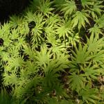 Acer shirasawanum Palmatifolium 2