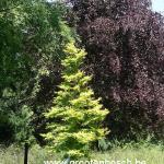 Metasequoia glyptostroboides Goldrush 2