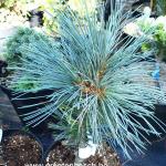 Pinus Flexilis Cessarini blue