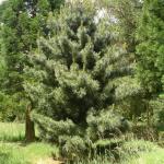 Pinus koraiensis Silverray 1