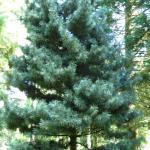 Pinus koraiensis Silverray 3