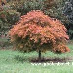 Acer palmatum Ornatum 2