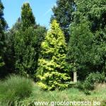 Metasequoia glyptostroboides Goldrush 4